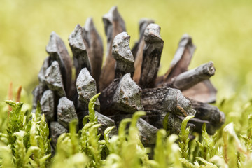 Pine cone lies in a green juicy moss. Close-up.