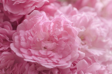 Blurred of Rose flowers blooming. in the pastel color style for background.