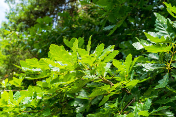 Obraz premium Green Forest 