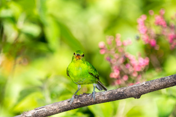 Grüner Kappennaschvogel. 