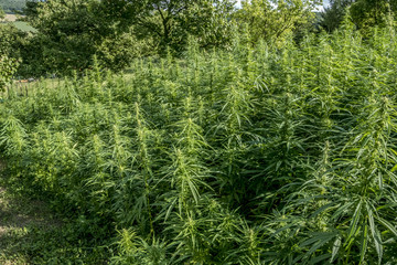 Technical Marihuana Cannabis field