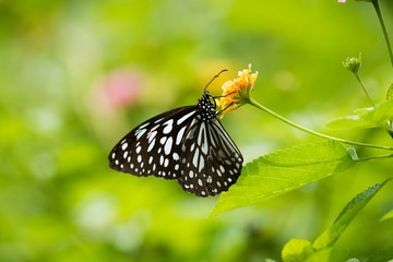 Fototapeta na wymiar Tirumala limniace Butterfly on flower
