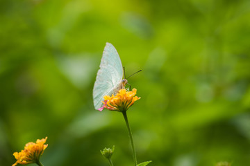 Catopsilia pomona butterfly on flower 
