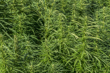 Technical Marihuana Cannabis field