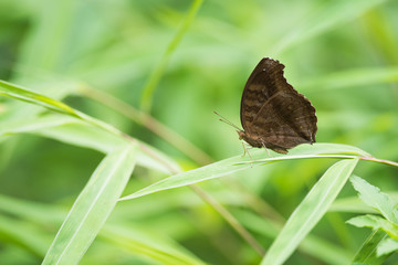 Lemon Pansy Butterfly on grass