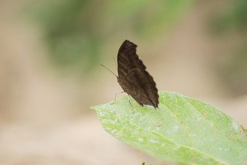 Lemon Pansy Butterfly
