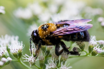 Honeybee macro