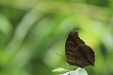 Blank expression of Lemon Pansy Butterfly on leaf