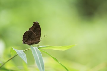 Lemon Pansy Butterfly