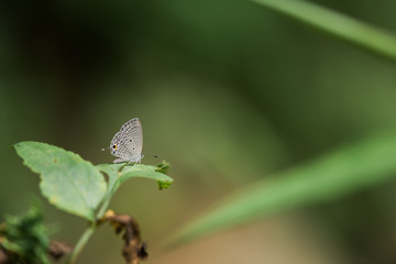 Euchrysops cnejus Butterfly resting on leaf 