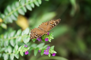 Lemon Pansy Butterfly