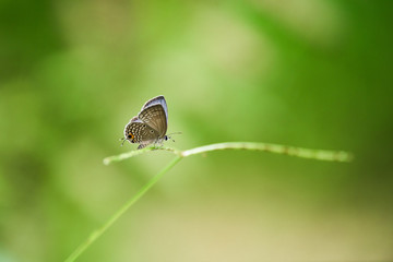 Euchrysops cnejus Butterfly on leaf 