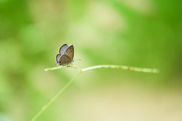 Euchrysops cnejus Butterfly