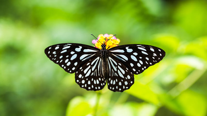 Top View of Tirumala limniace Butterfly