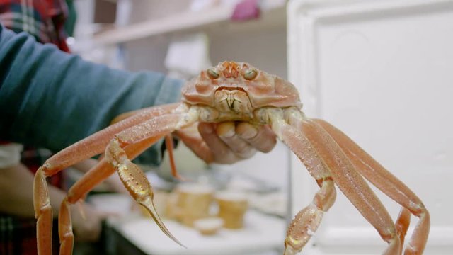 Snow Crab - Japanese Restaurant - Chef Holding Shell - Hokkaido Japan