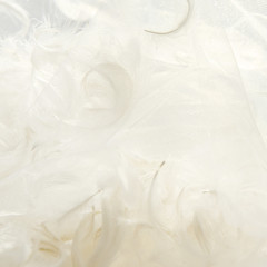 Feathers and white tulle fabric background. Abstract artistic composition with feathers and  transparent material feathers.