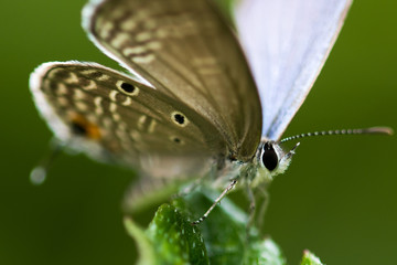 Euchrysops cnejus Butterfly