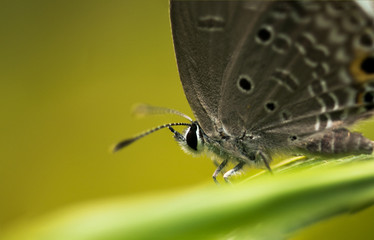 Euchrysops cnejus Butterfly