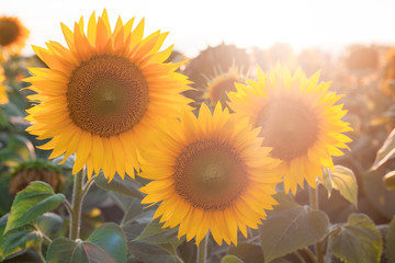 Obraz premium Beautiful yellow sunflower flowers against the sky, stunning landscape