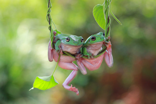 Two Dumpy frogs on a plant, Indonesia