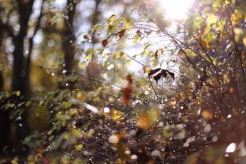 Der Herbst kommt