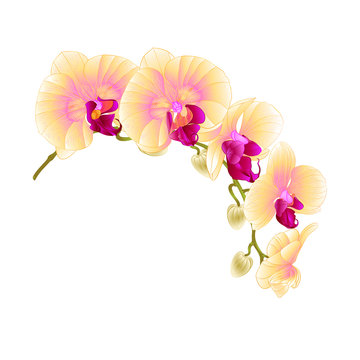 Beautiful isolated Orchid Yellow stem with flowers and  buds   vintage  vector closeup editable illustration hand draw