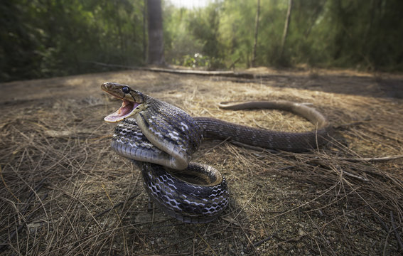 Close-up of an aggressive Wild Radiated Rat Snake (Coelognathus radiata) on the attack, Hua Hin, Thailand