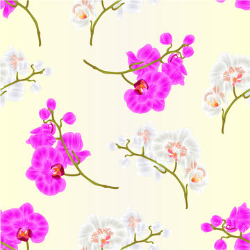 Seamless texture branches orchid Phalaenopsis purple and white flowers tropical plants  vintage  vector botanical illustration for design hand draw