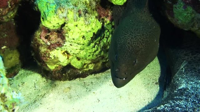 Wild moray eel in Red Sea reef, close up