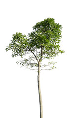 tree isolated on white background