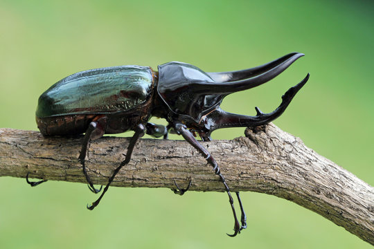 Close-up side view of a male Atlas beetle (Chalcosoma atlas) on a branch, Indonesia