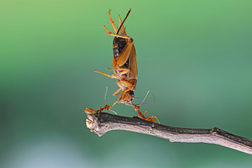 Two ants carrying an insect, Indonesia