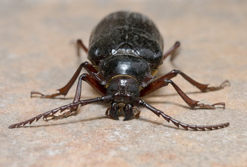 California prionus beetle (Prionus californicus) also called prionus root borer