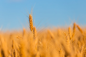 closeup summer wheat field