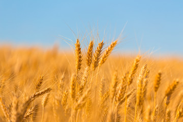 closeup summer golden wheat field
