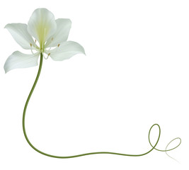 Realistic bauhinia (orchid) frame, corner.