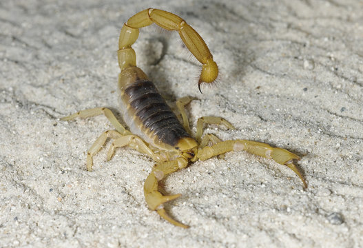 Desert Hairy Scorpion on sand