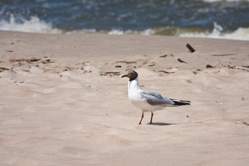 Mewa na bałtyckiej plaży