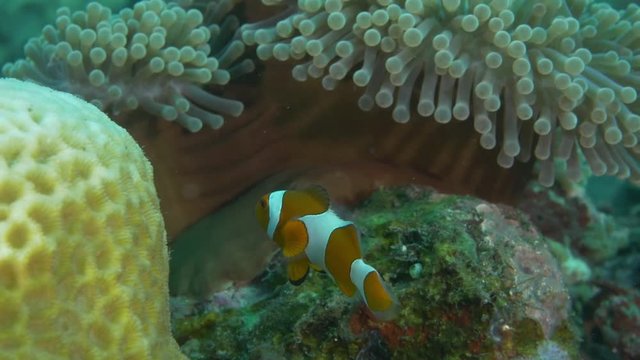 Bali, Indonesia, clownfish hide in sea anemone