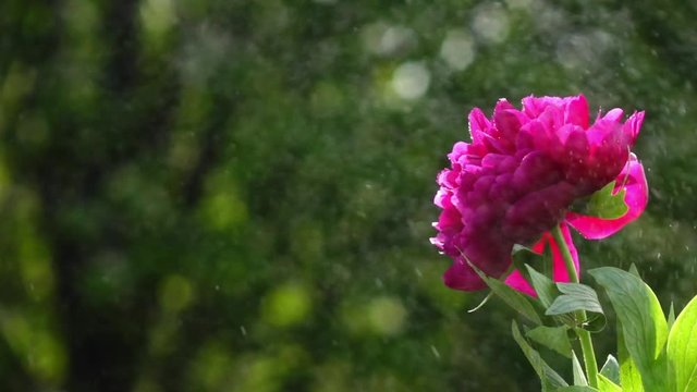 Pink peony in water spray on green garden background. Watering of beautiful flower in sunshine. Excellent slow motion for vibrant intro in full HD. Amazing shooting with high-speed, 240fps, camera.