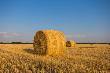 summer wheat field after a harvest