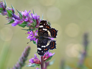 Landkärtchen auf violetter Blüte