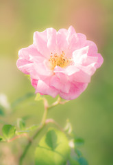 Obraz premium Pink rambler rose blossom