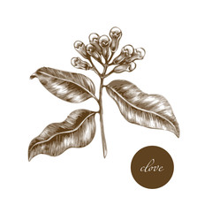 Medical herbs - Clove.