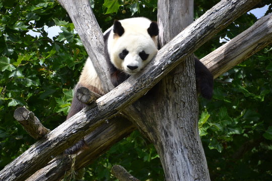 Fototapeta Panda géant zoo de beauval