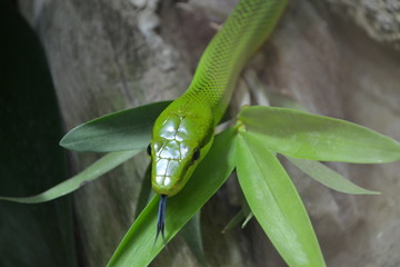 Serpent Mamba vert  langue
