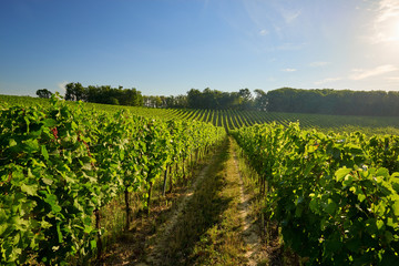 Fototapeta na wymiar Beautiful vineyards in Moravia, Czech Republic
