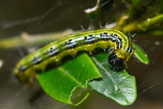 Raupe des Buchsbaumz&uuml;nslers