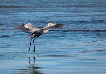 Blue Heron at Low tide