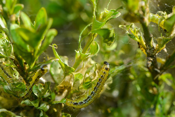 Raupe des Buchsbaumzünslers